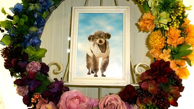 
              ひたちなか市愛犬ロロちゃん