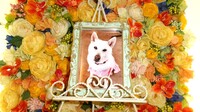 那珂市愛犬MONAちゃん