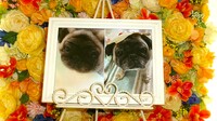 水戸市愛犬あたちゃん