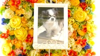 水戸市愛犬こじろうちゃん