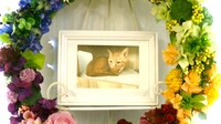 日立市愛猫ティガちゃん