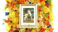 常陸大宮市愛犬ラテちゃん