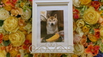 石岡市愛犬ふくちゃん