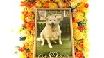 茨城町愛犬小太郎ちゃん