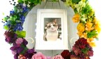 大子町愛猫不知火ちゃん