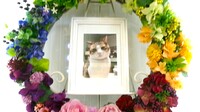 大子町愛猫不知火ちゃん