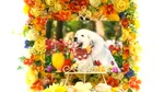 ひたちなか市愛犬すみれちゃん