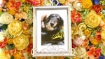 那珂市愛犬ココアちゃん