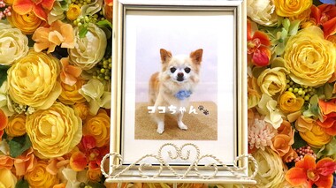 
              水戸市愛犬ココちゃん