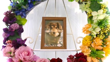 
              水戸市愛犬チャロちゃん