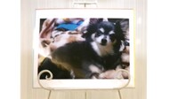 茨城町愛犬ラムちゃん
