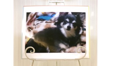 
              茨城町愛犬ラムちゃん