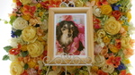 常陸大宮市愛犬シェリーちゃん