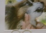 日立市愛犬セナちゃん