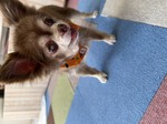 常陸大宮市愛犬エメちゃん