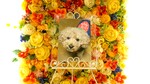 ひたちなか市愛犬ポーちゃん