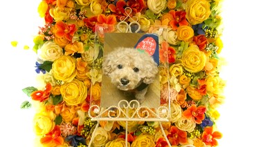
              ひたちなか市愛犬ポーちゃん