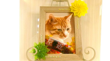 
              水戸市愛猫左近ちゃん