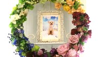 水戸市愛犬ハンナちゃん