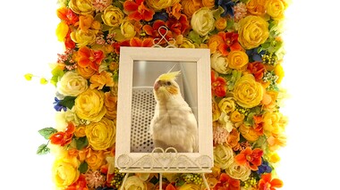 
              日立市愛鳥おいもちゃん