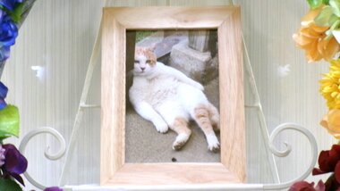 
              水戸市愛猫みたらしこたつちゃん