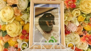 
              水戸市愛犬ココちゃん