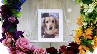 
              水戸市愛犬ココちゃん