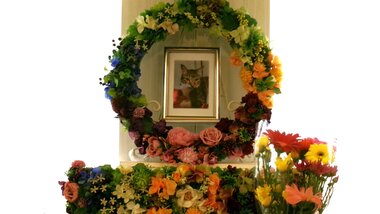 
              笠間市愛猫こたろうちゃん