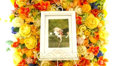 
              日立市愛犬ニキちゃん