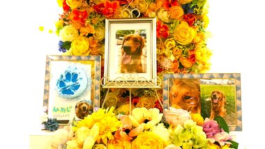 
              水戸市愛犬ひめじちゃん