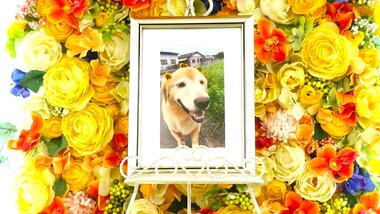 
              常陸大宮市愛犬ダルシムちゃん