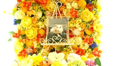 
              水戸市ハムスターくぅちゃん