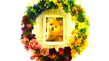 
              常陸太田市愛犬ノイちゃん