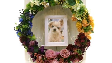 
              日立市愛犬楽箜ちゃん