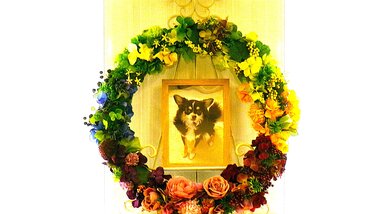 
              城里町愛犬ゆずちゃん