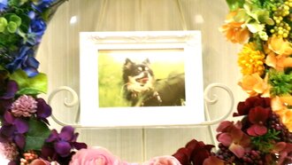 北茨城市愛犬ももちゃん