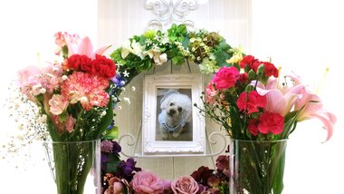 
              那珂市愛犬ララちゃん