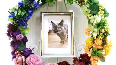 
              常陸太田市愛猫チャチャちゃん