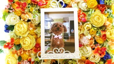 
              常陸大宮市愛犬ココアちゃん