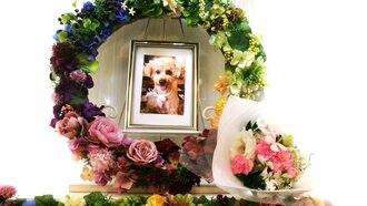 ひたちなか市愛犬風ちゃん