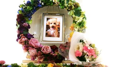 
              ひたちなか市愛犬風ちゃん