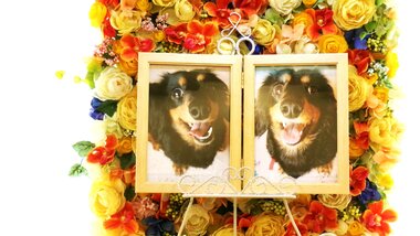 
              水戸市愛犬ベリーちゃん