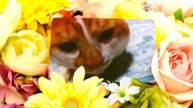 
              水戸市愛猫にゃん太ちゃん