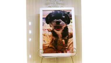 
              水戸市愛犬チロルちゃん