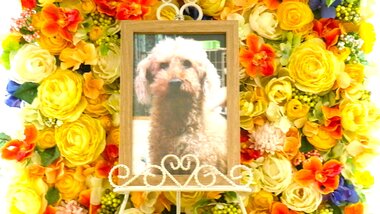 
              常陸太田市愛犬ラッテちゃん