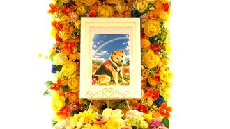 水戸市愛犬小太郎ちゃん