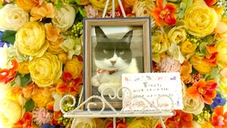ひたちなか市愛猫響ちゃん