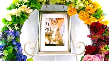 
              行方市愛猫みけまるちゃん