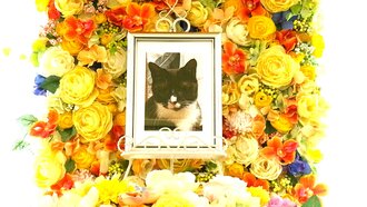 常陸太田市愛猫小梅ちゃん