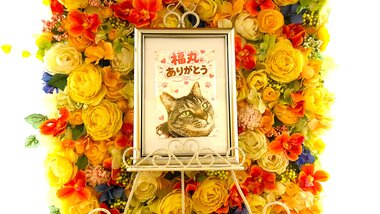 
              水戸市愛猫福丸ちゃん